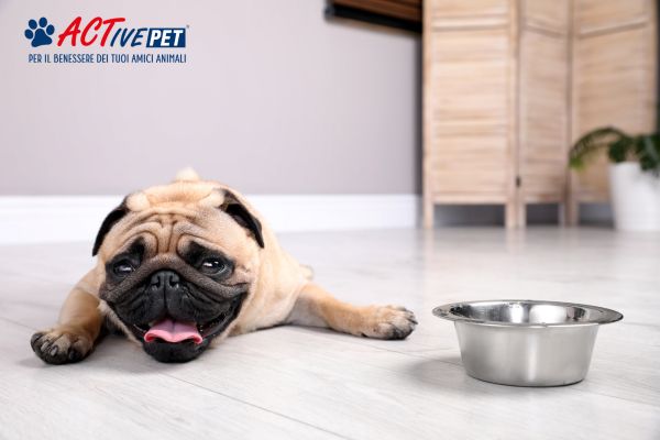 Cane e caldo: come riconoscere disidratazione e colpi di calore