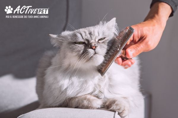 Perdita di pelo nel gatto in primavera: cosa è normale e quando preoccuparsi