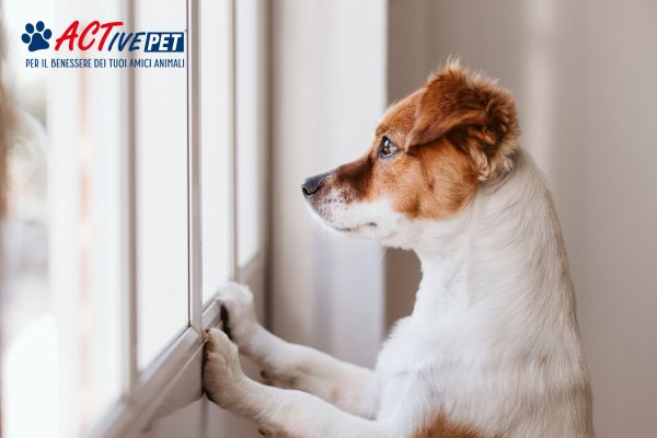 Ansia da separazione nel cane: cause, sintomi e soluzioni per aiutarlo a stare più tranquillo