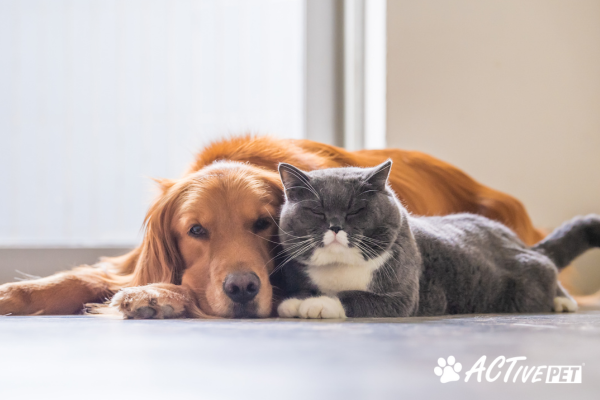 Scopri perché lo stress colpisce cane e gatto e come puoi aiutarli