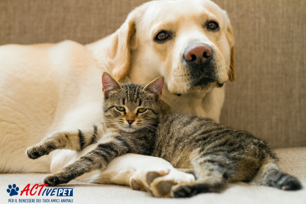 Osteoartrite cane e gatto: quali i fattori di rischio e cosa fare