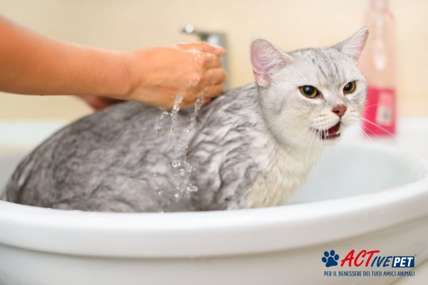 Bagno al gatto: quando si può iniziare e come fare a non essere graffiati
