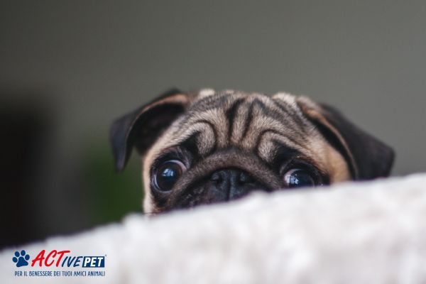 Come calmare i cani durante il temporale: da dove nasce la loro paura e come gestirla