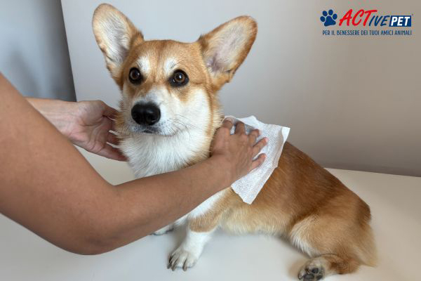 Salviette alla clorexidina per cani: occasioni d’uso e quali scegliere 