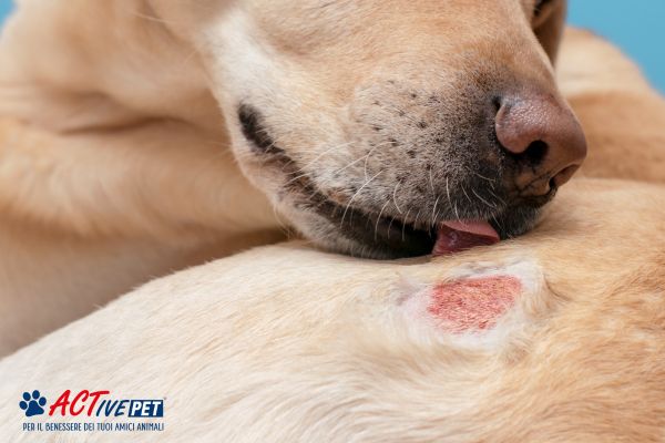 Dermatite nel cane: tutto ciò che devi sapere per combatterla