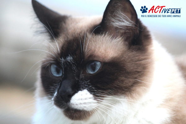 Gatto anziano miagola forte: tutte le cause e le soluzioni