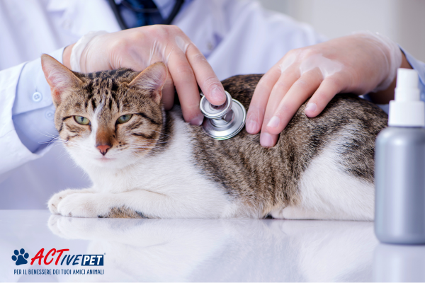 Gatto con diarrea: dalle cause ai rimedi più efficaci