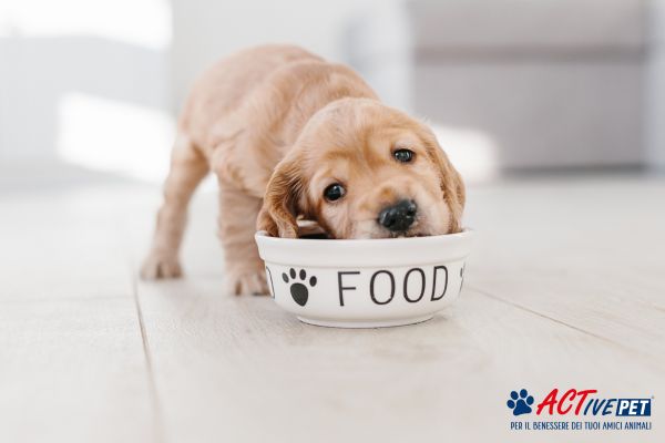 Prebiotici nel cane: perché sono importanti e come usarli al meglio