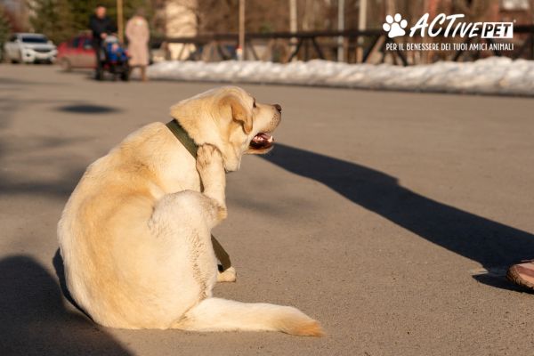Prurito e pelle sensibile nel cane: quando il cambio stagione mette in difficoltà la cute