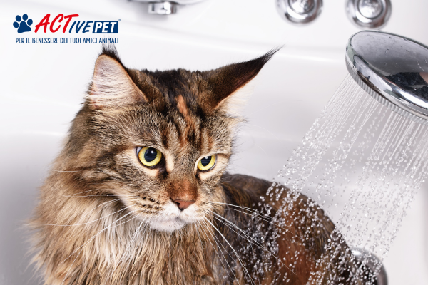 Come pulire il pelo del gatto (bagno compreso)