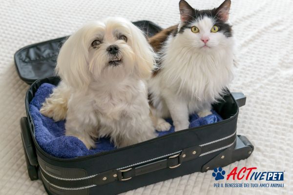 Viaggiare con cane e gatto: stress, auto e cambi di routine durante le vacanze